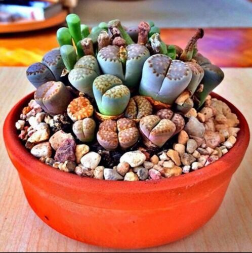 Rare Lithops Mix Succulent Cactus Exotic Living Stones Desert Rock Seed 50 Seeds