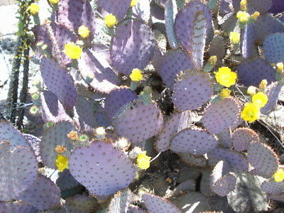 Arizona - Purple, Prickly Pear Cactus Pad - Live Plant !