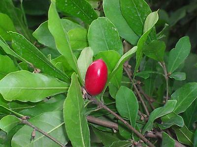 Miracle Fruit Plant Synsepalum Dulcificum Tree (miracle Berry)
