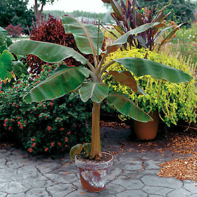 Musa -  'dwarf Cavendish' -  Banana Tree, Live Plant