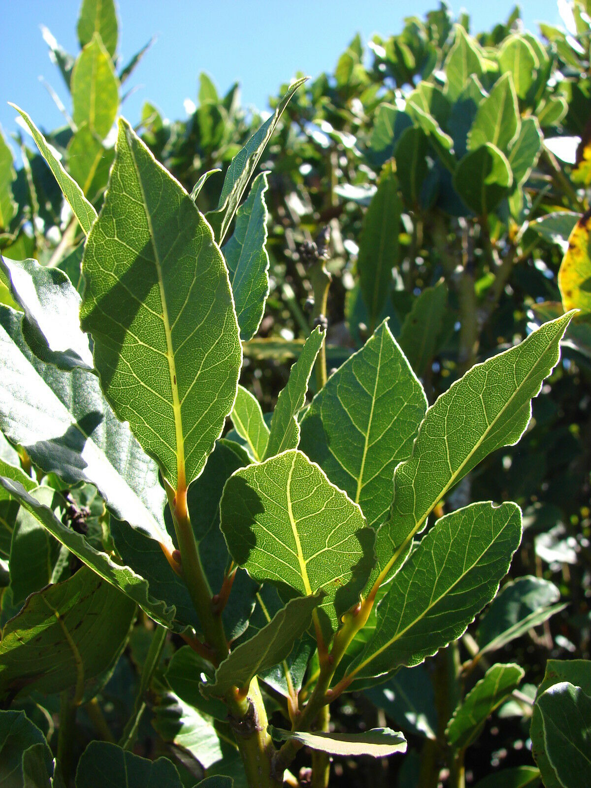 Laurus Nobilis - 'bay Leaf Tree'  - Bay Laurel Or Sweet Bay - Live Plant