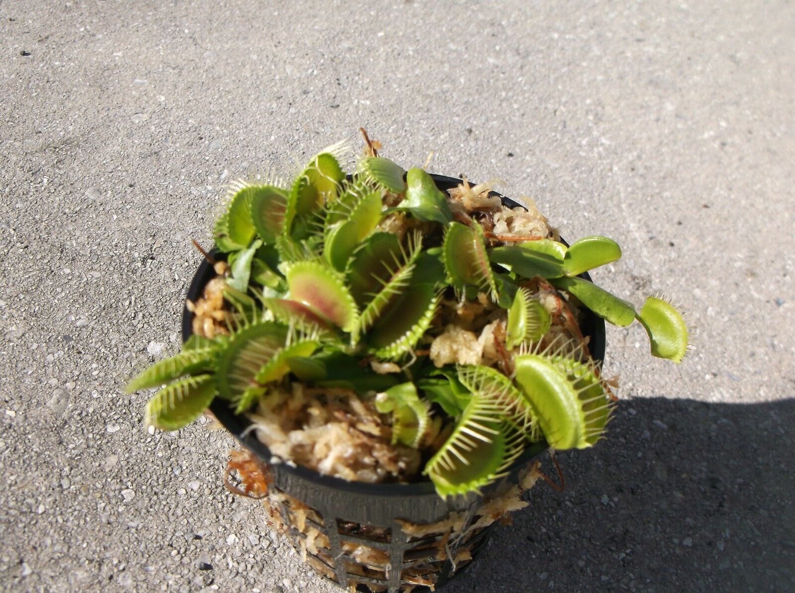 3 Small B52 Giant Venus Flytraps (fly Trap Carnivorous Plants) Dionaea Muscipula